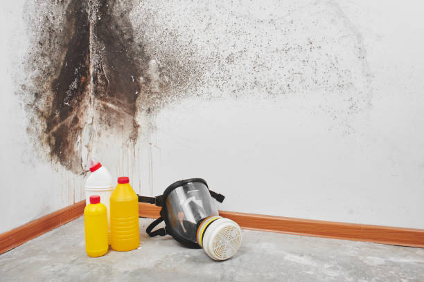 Mold Removal Process in Northglenn, CO