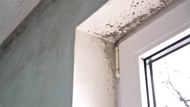 Best Black Mold Removal  in Northglenn, CO