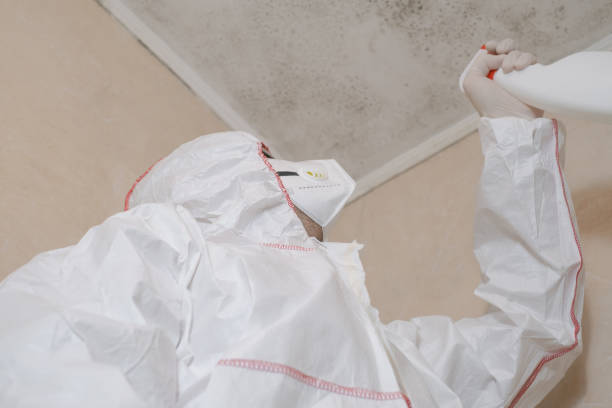 Attic Mold Removal in Northglenn, CO