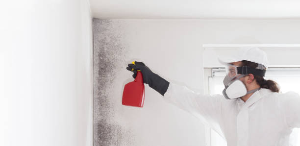 Best Professional Mold Removal  in Northglenn, CO