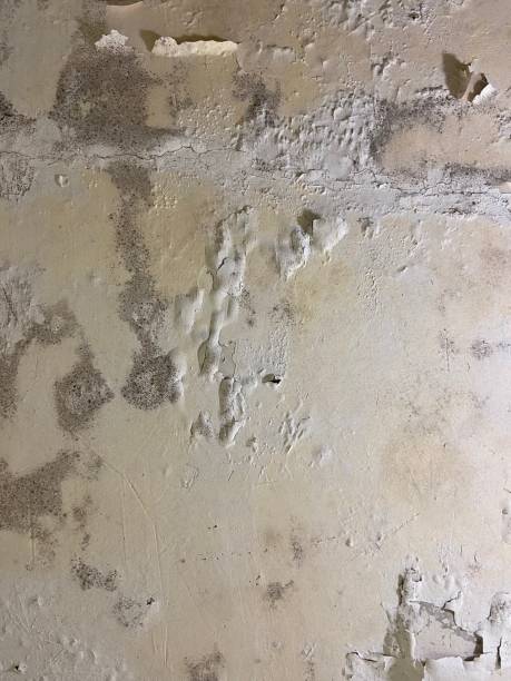 Best Toxic Mold Removal  in Northglenn, CO