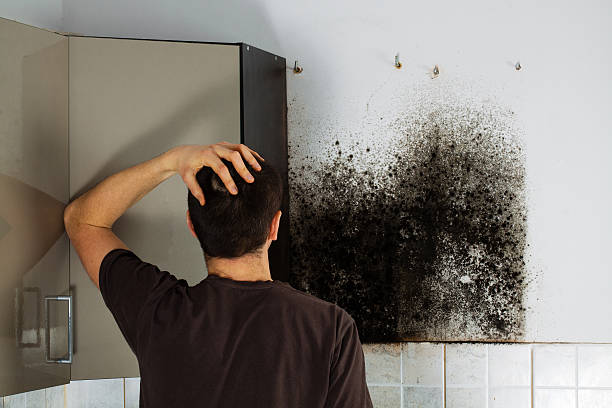 Best Affordable Mold Removal  in Northglenn, CO