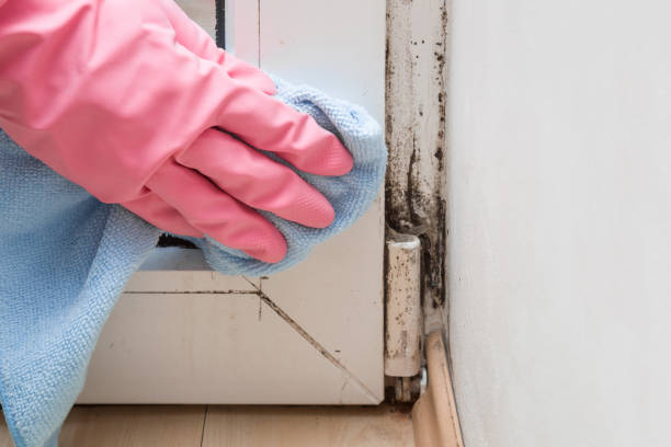 Mold Removal and Inspection in Northglenn, CO