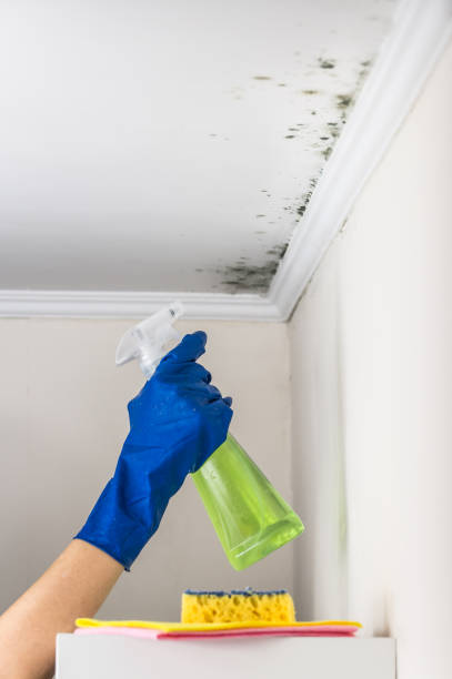 Best Commercial Mold Removal  in Northglenn, CO